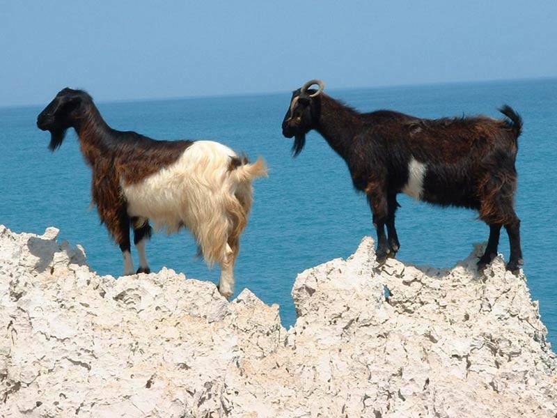 Holiday island of Corfu